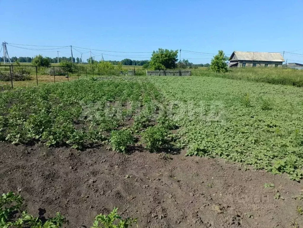 Участок в Новосибирская область, Новосибирский район, Толмачевский ... - Фото 0