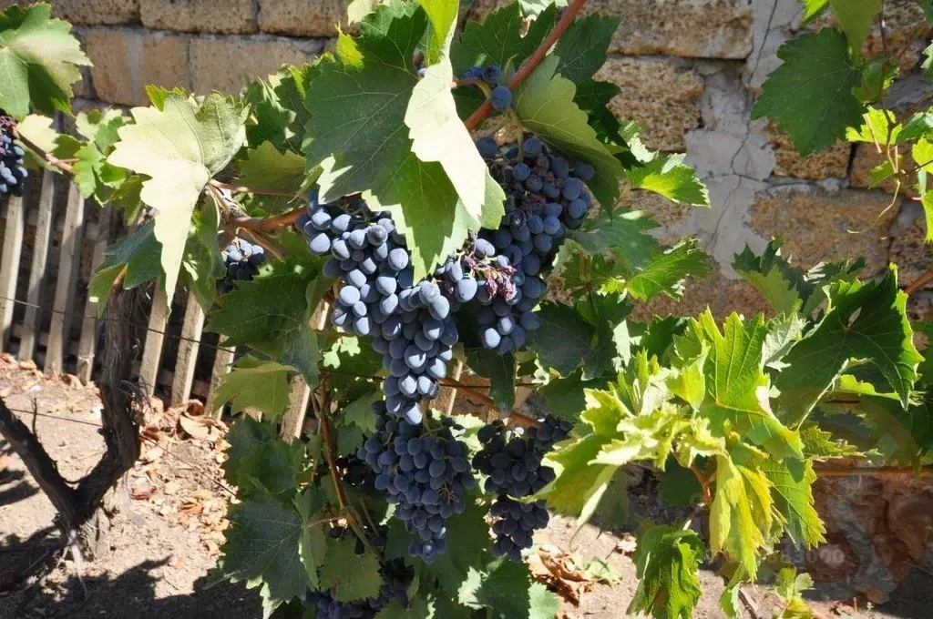 Дом в Крым, Сакский район, Ореховское с/пос, с. Михайловка ул. ... - Фото 2