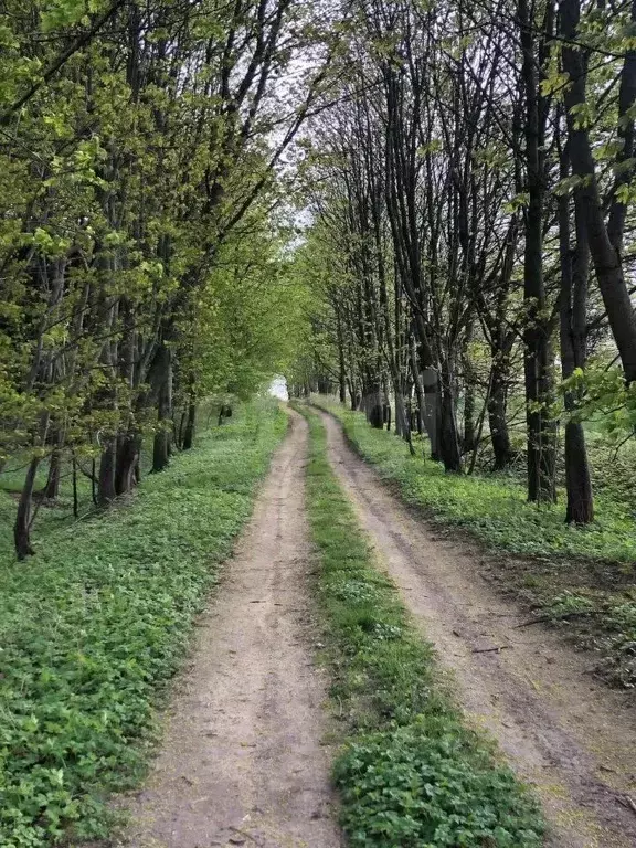 Участок в Калининградская область, Багратионовский муниципальный ... - Фото 2
