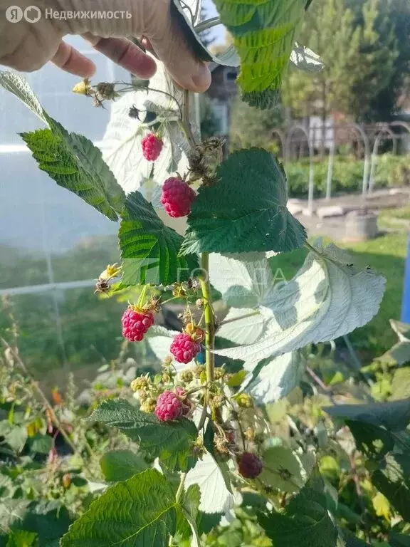 Участок в Новосибирск, ТСН СНТ Отдых-2, 51 (4.76 м) - Фото 1