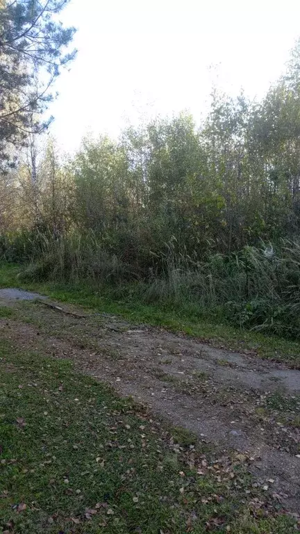 Участок в Тверская область, Кимрский муниципальный округ, д. Башарино  ... - Фото 2