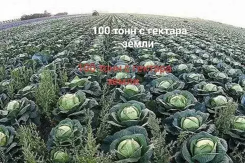 Участок в Бор, посёлок Октябрьский, Комсомольская улица, 4 (550 м) - Фото 1