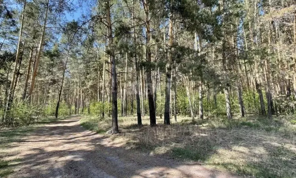 Участок в Новосибирская область, Ордынский район, с. Спирино Лесная ... - Фото 0