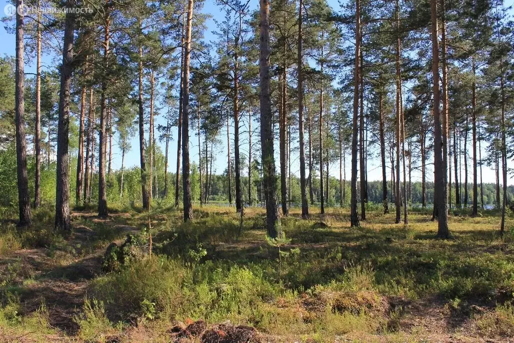 Участок в Псковская область, Гдовский муниципальный округ, ... - Фото 2
