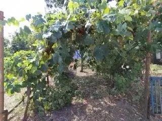 Дом в Темрюкский район, посёлок Сенной (49 м) - Фото 1