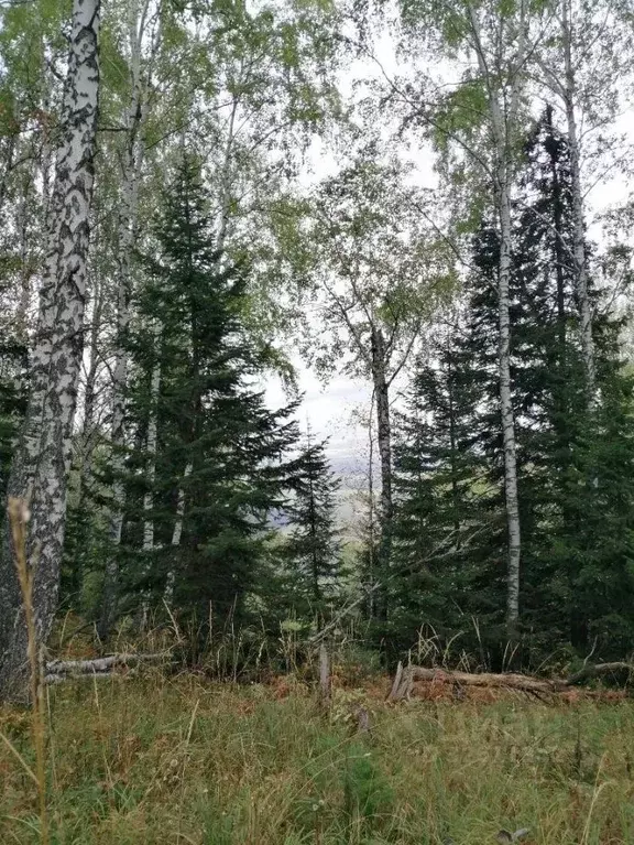 Участок в Алтайский край, Белокуриха  (57.0 сот.) - Фото 2