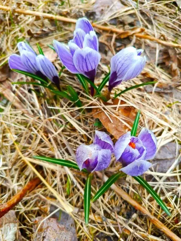 Участок в Коми, Сыктывдинский район, с. Выльгорт, Клен СТ 9 (10.0 ... - Фото 1