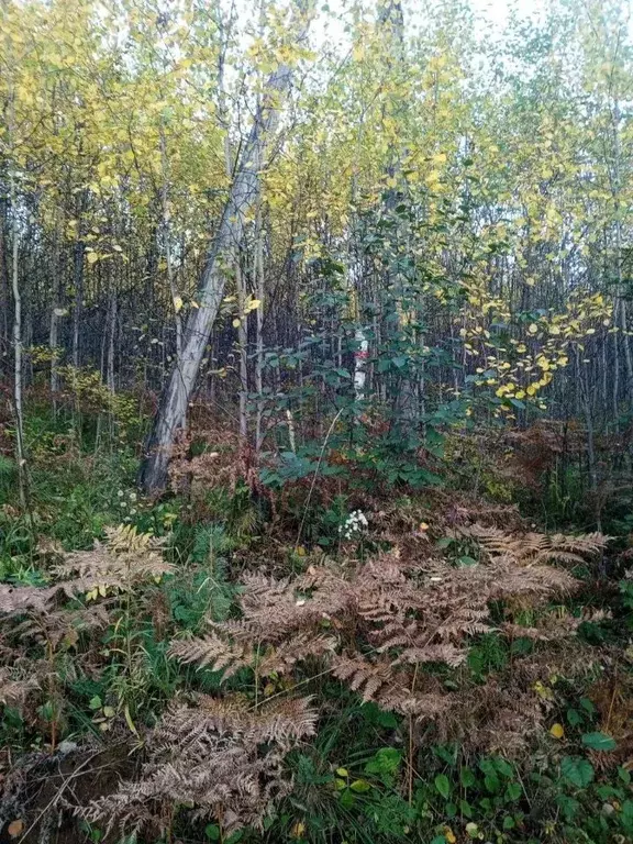 Участок в Иркутская область, Иркутский муниципальный округ, д. ... - Фото 1