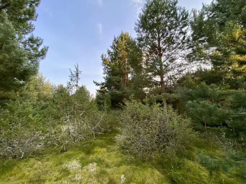 Участок в Псковская область, Гдовский район, Спицинская волость, д. ... - Фото 2