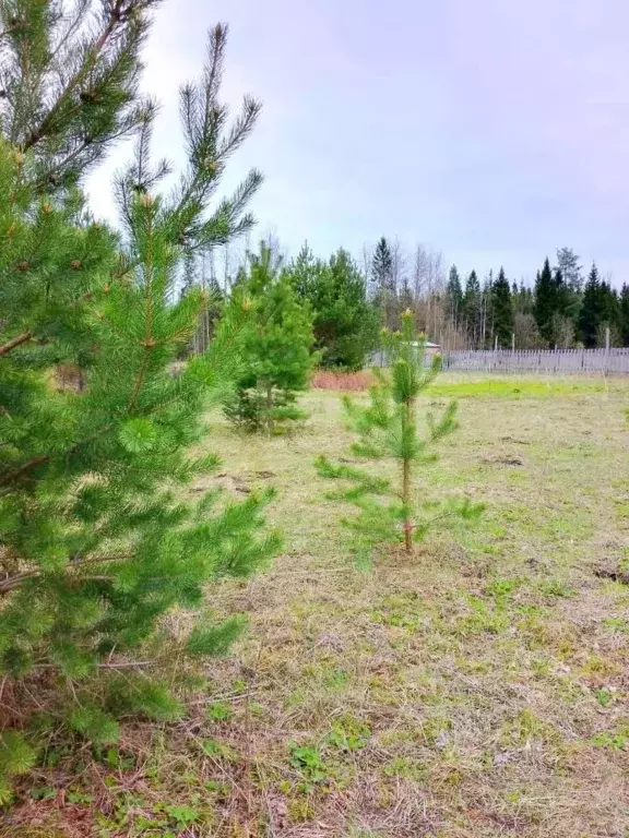 Участок в Кировская область, Слободской район, Шиховское с/пос, д. ... - Фото 1