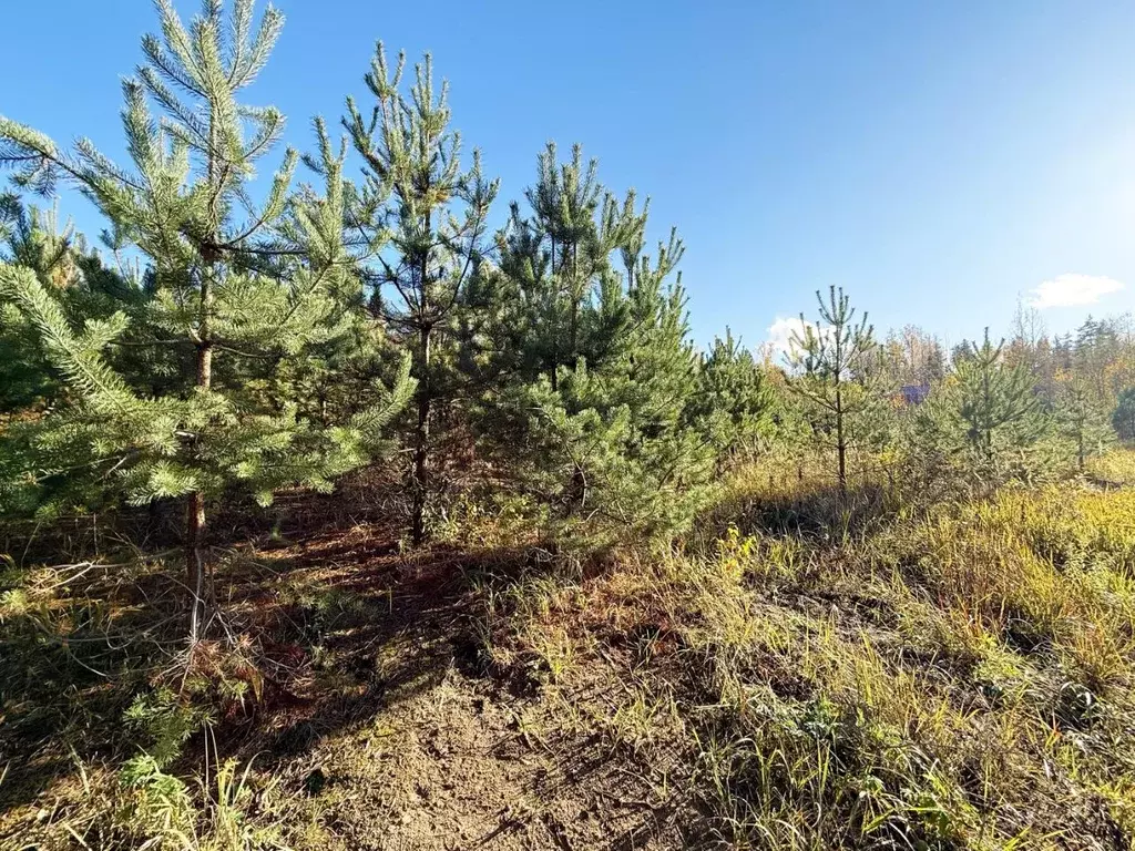 Участок в Ленинградская область, Всеволожский район, Куйвозовское ... - Фото 1
