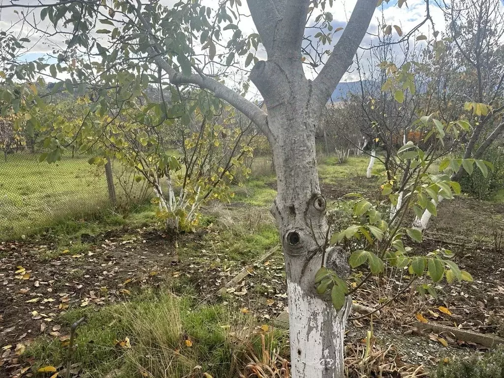 Участок в Крым, Алушта муниципальный округ, с. Нижняя Кутузовка ул. ... - Фото 1