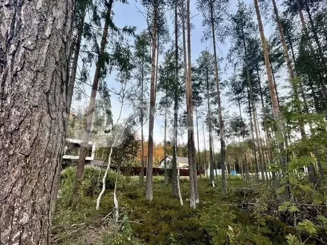 Участок 24 сот. (ИЖС) - Фото 1
