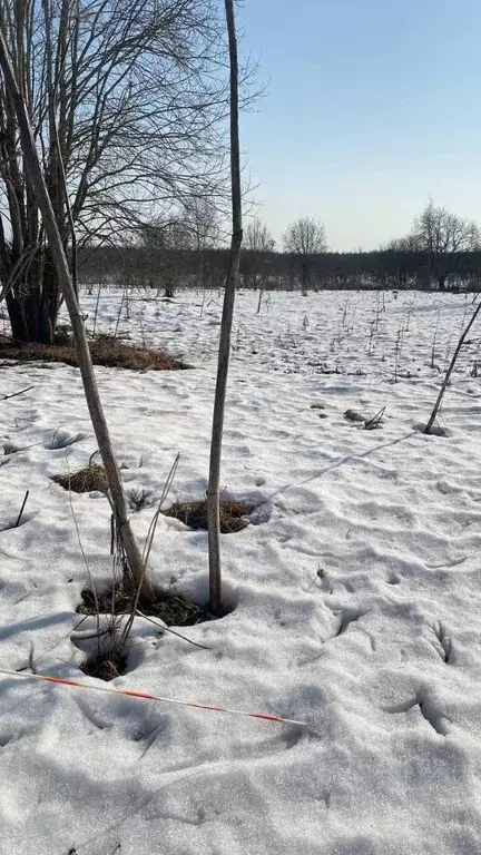 Участок в Ленинградская область, Тосненское городское поселение, д. ... - Фото 1