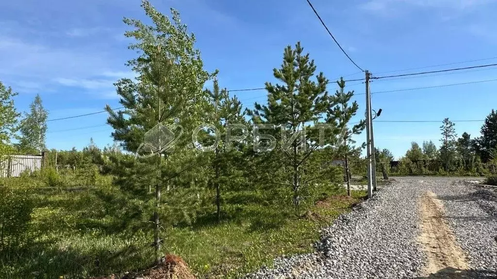 Участок в Тюменская область, Тюмень Звенящие Кедры Тюмени ДНП,  (9.7 ... - Фото 2