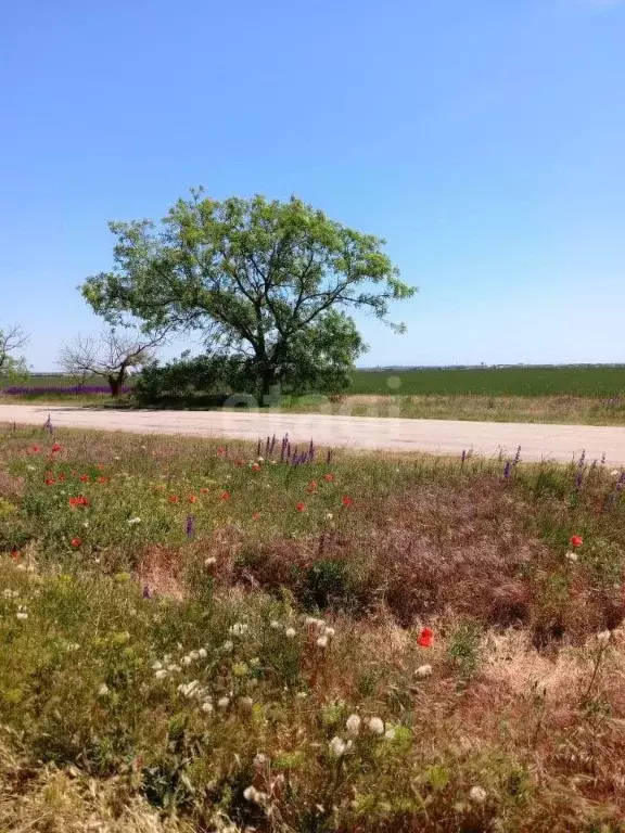 Участок в Крым, Сакский район, с. Молочное ул. Пионерская (6.3 сот.) - Фото 0