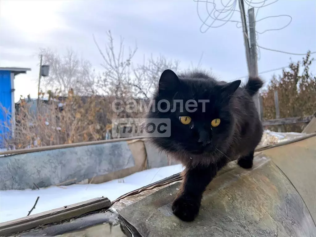 Дом в Амурская область, Благовещенский район, с. Волково ... - Фото 2