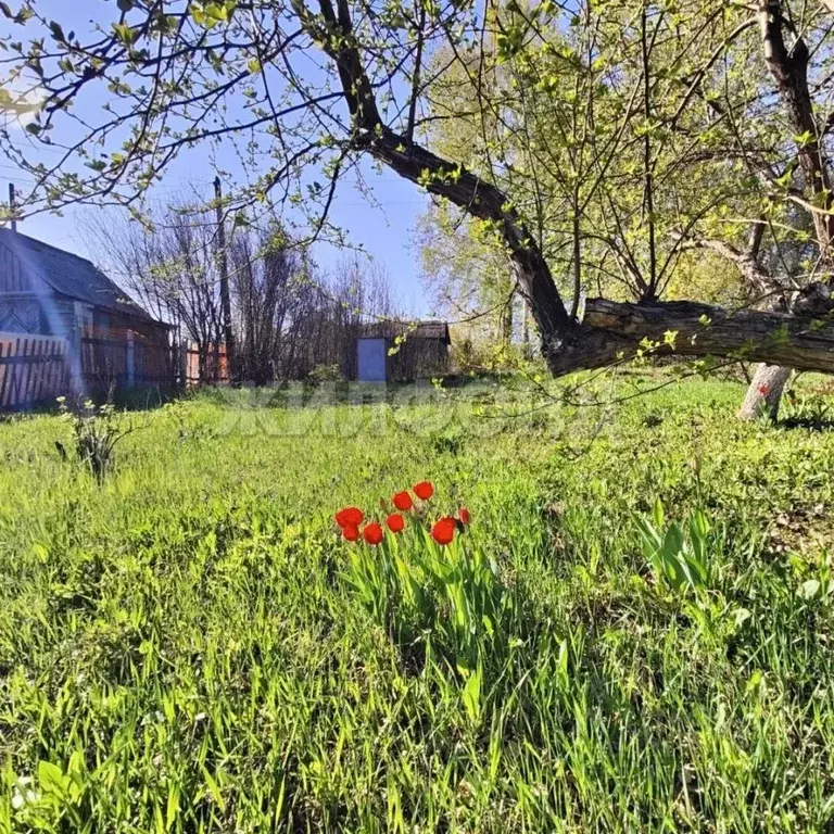 Участок в Новосибирская область, Новосибирск Угольщик садовое ... - Фото 1
