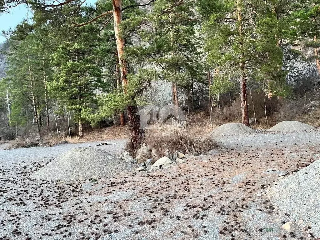 Участок в Алтай, Майминский район, Усть-Мунинское с/пос, пос. Барангол ... - Фото 1