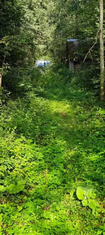 Участок в Московская область, Рузский муниципальный округ, д. Апухтино ... - Фото 2