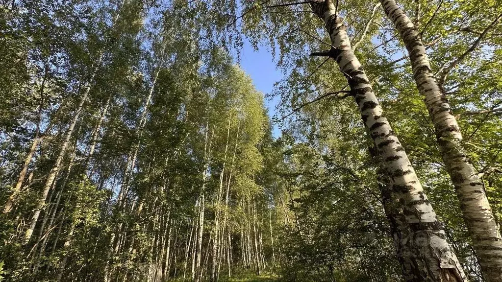 Участок в Ярославская область, Угличский муниципальный округ, ... - Фото 1