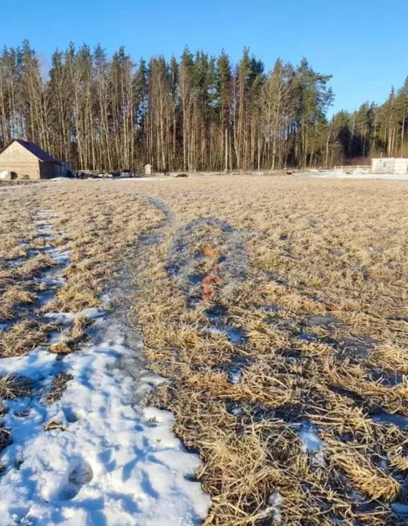 Участок в Ленинградская область, Приозерский район, Красноозерное ... - Фото 1