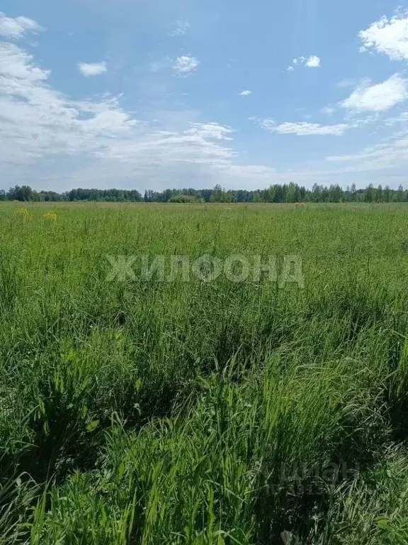 Участок в Новосибирская область, Мошковский район, Барлакский ... - Фото 1