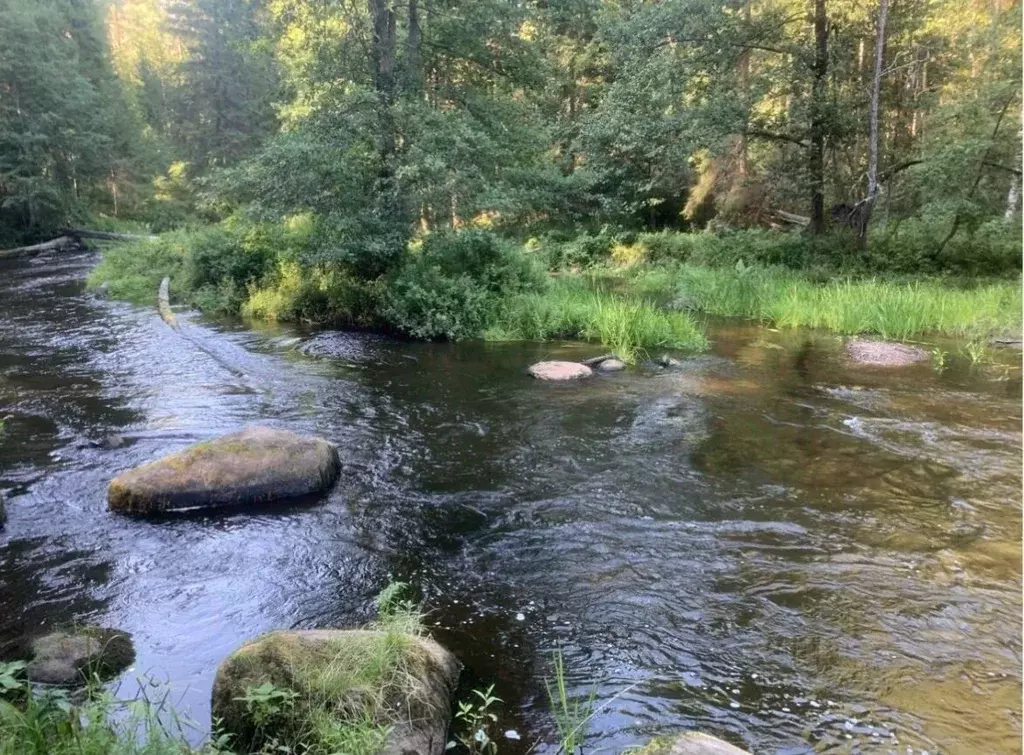 Участок в Ленинградская область, Выборгский район, Полянское с/пос, ... - Фото 1