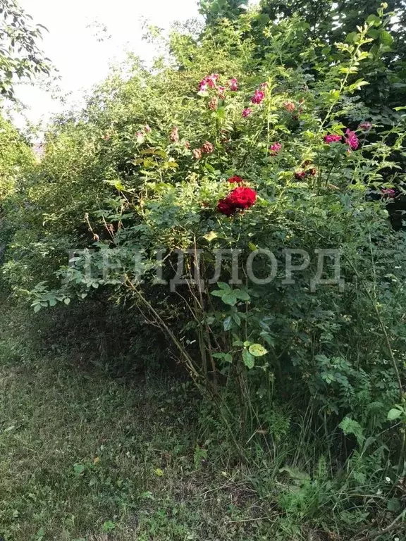 Участок в Ростовская область, Азовский район, с. Самарское Базарный ... - Фото 2