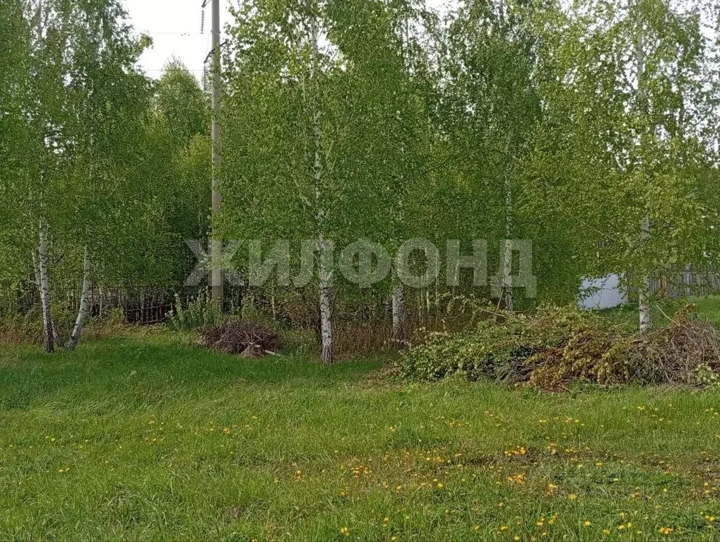 Участок в Новосибирская область, Новосибирский район, Морской ... - Фото 1