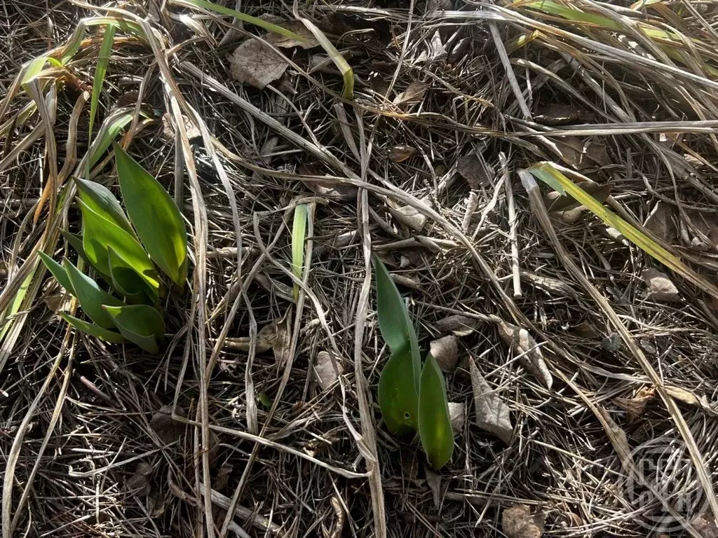 Участок в Ленинградская область, Ломоносовский район, Ропшинское ... - Фото 1