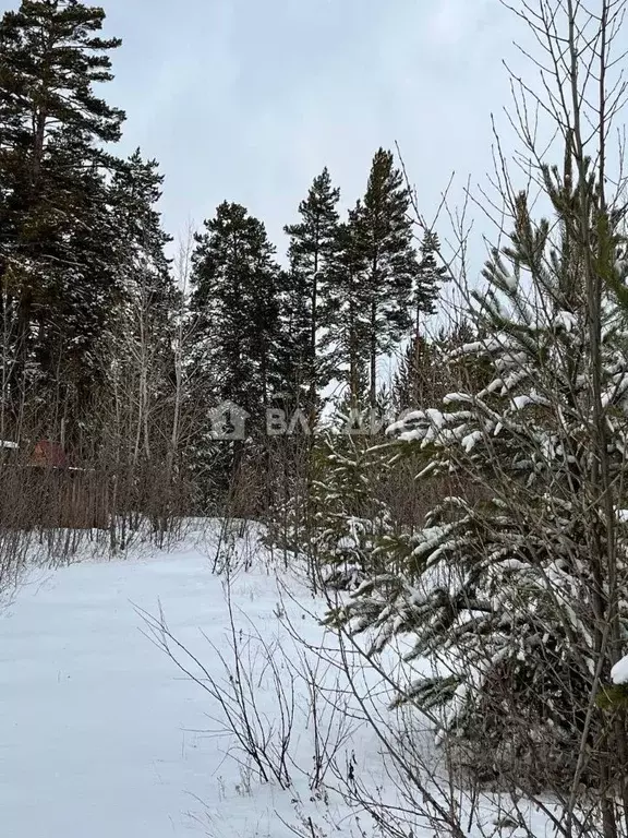 Участок в Бурятия, Тарбагатайский район, Заводское с/пос, Березка-10 ... - Фото 2