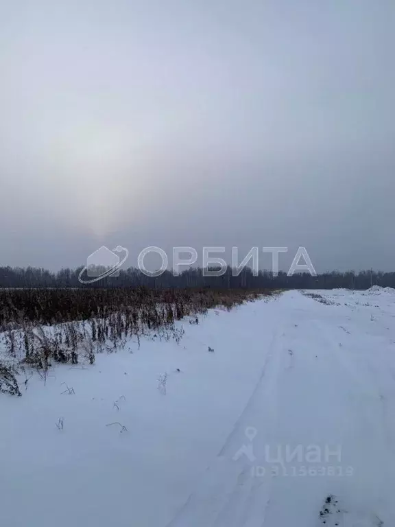 Участок в Тюменская область, Тюменский район, с. Горьковка Сибирская ... - Фото 1