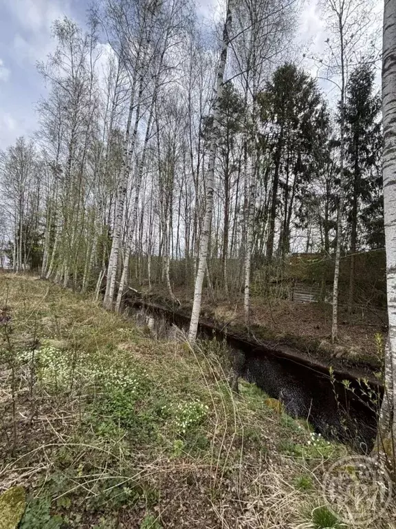 Участок в Ленинградская область, Ломоносовский район, Лебяженское ... - Фото 2
