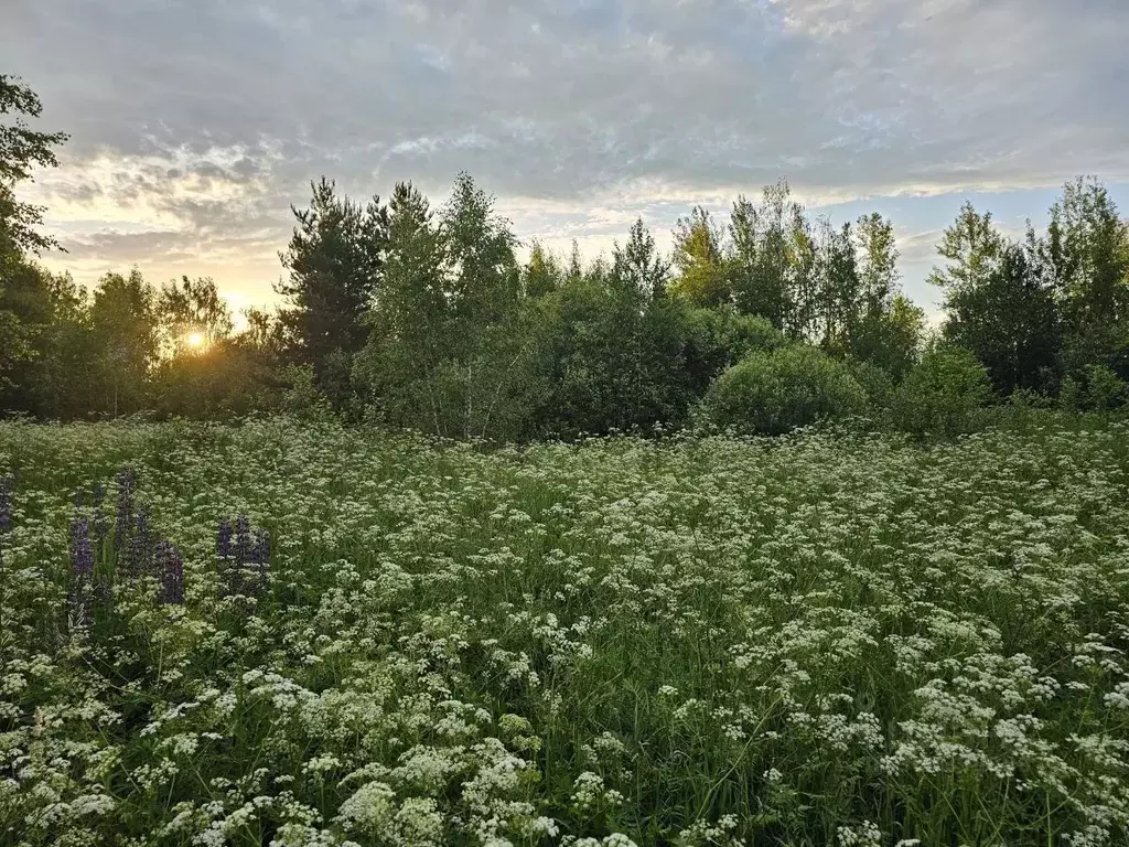 Участок в Московская область, Богородский городской округ, д. ... - Фото 0