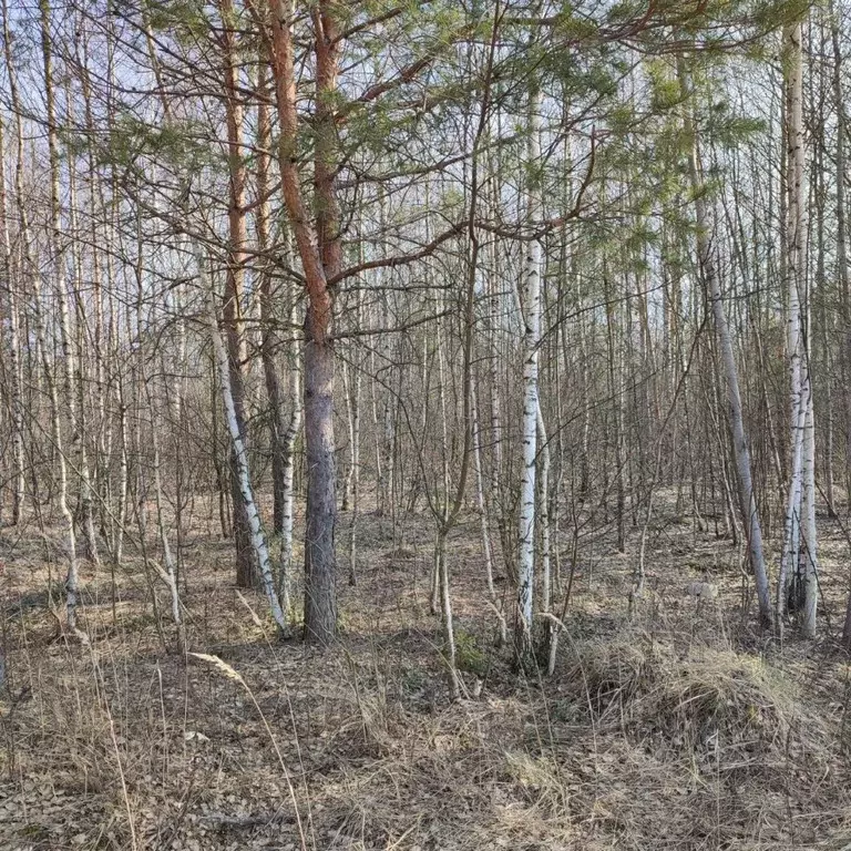 Участок в Московская область, Электрогорск Павлово-Посадский городской ... - Фото 0