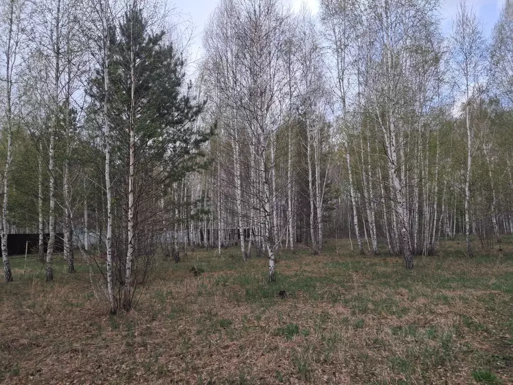 Участок в Курганская область, Кетовский муниципальный округ, ... - Фото 2