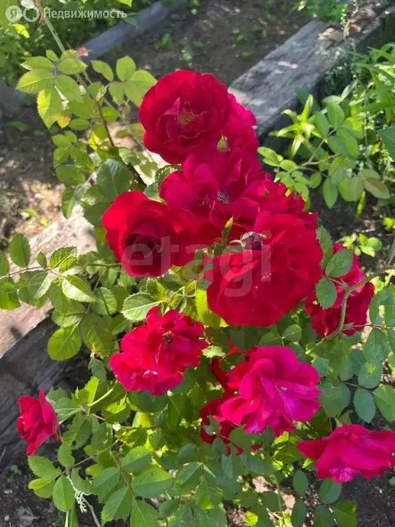 Участок в Череповец, СНТ № 1 ЧСПЗ (4.95 м) - Фото 1