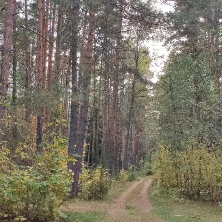 Участок в Владимирская область, Александровский район, Каринское ... - Фото 1