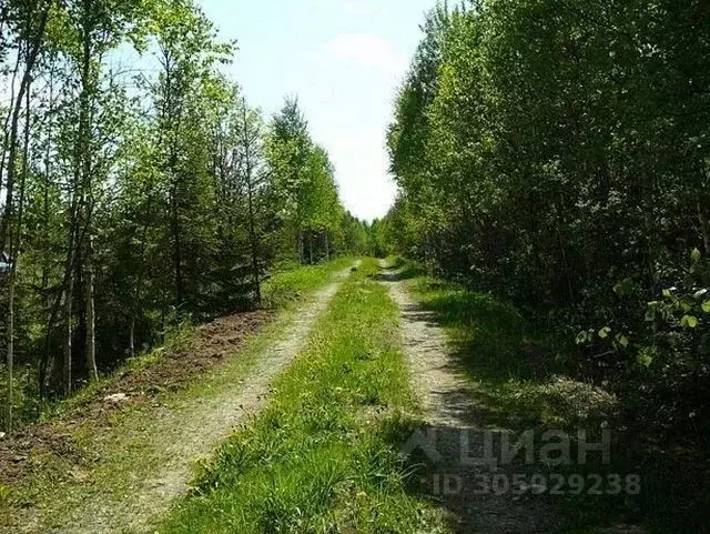 участок в ленинградская область, кингисеппский район, пустомержское . - Фото 0