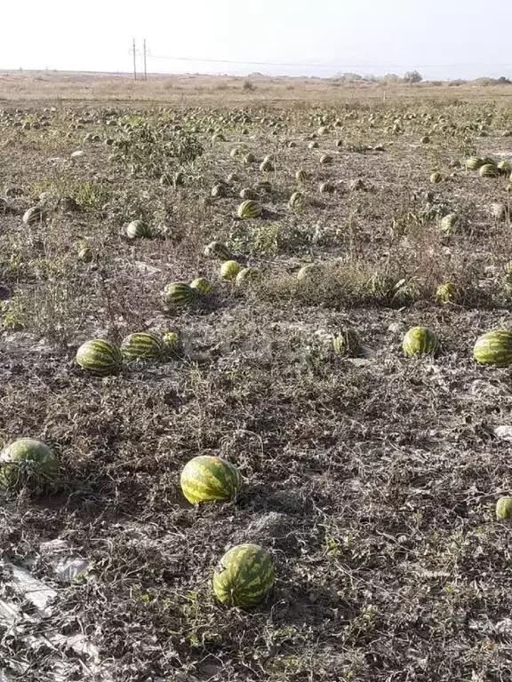 Участок в Оренбургская область, Соль-Илецк  (125.9 сот.) - Фото 1