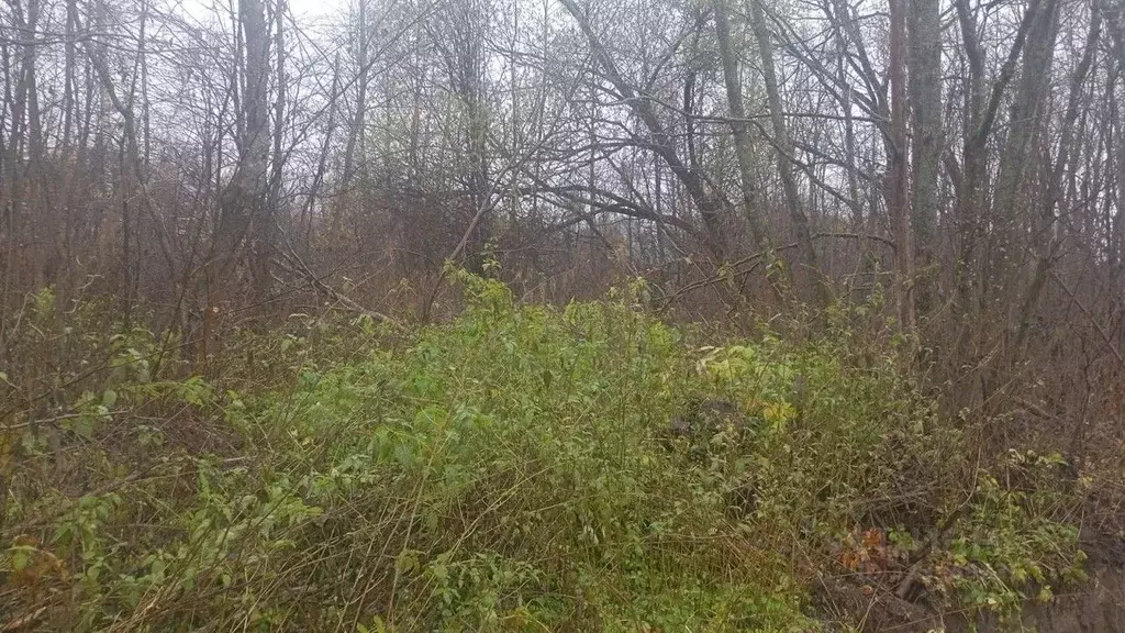 Участок в Московская область, Талдомский городской округ, д. Маклаково ... - Фото 1