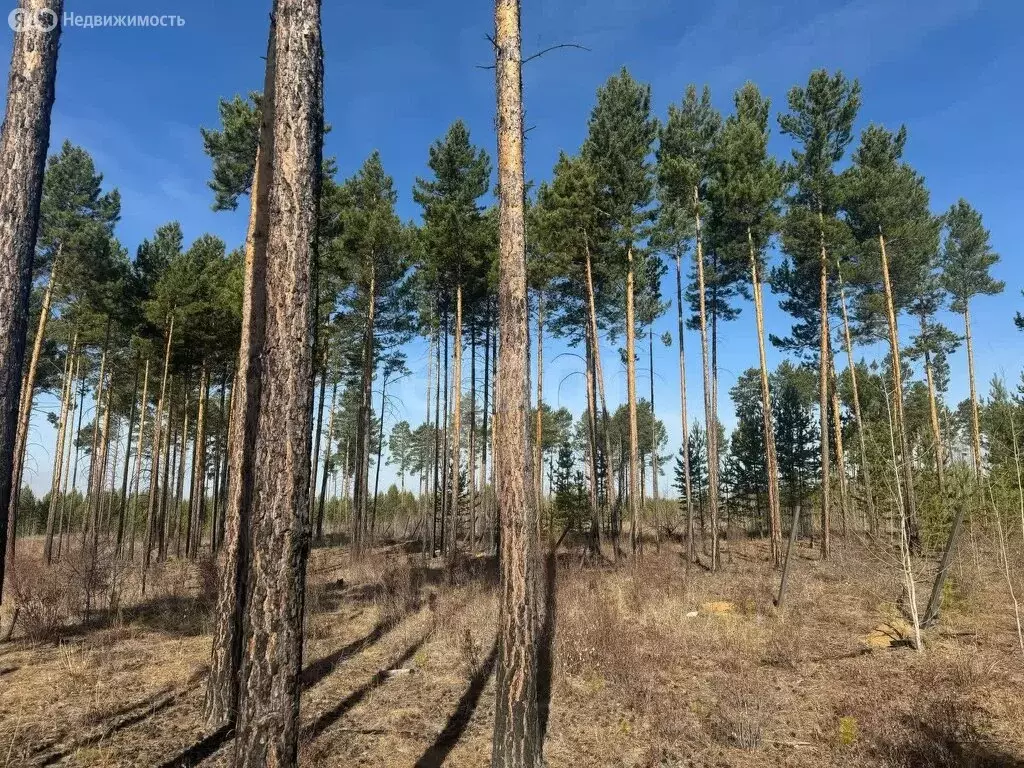 Участок в Читинский район, село Смоленка (10 м) - Фото 1
