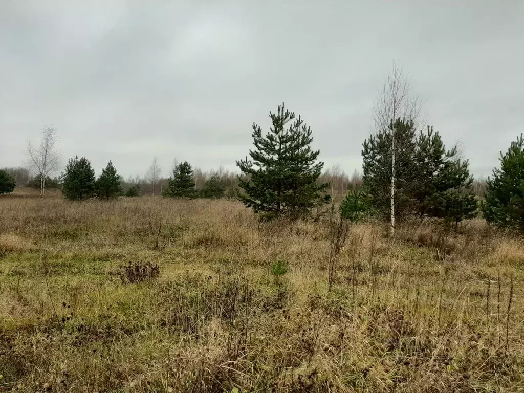 Участок в Новгородская область, Валдайский район, Едровское с/пос, д. ... - Фото 2
