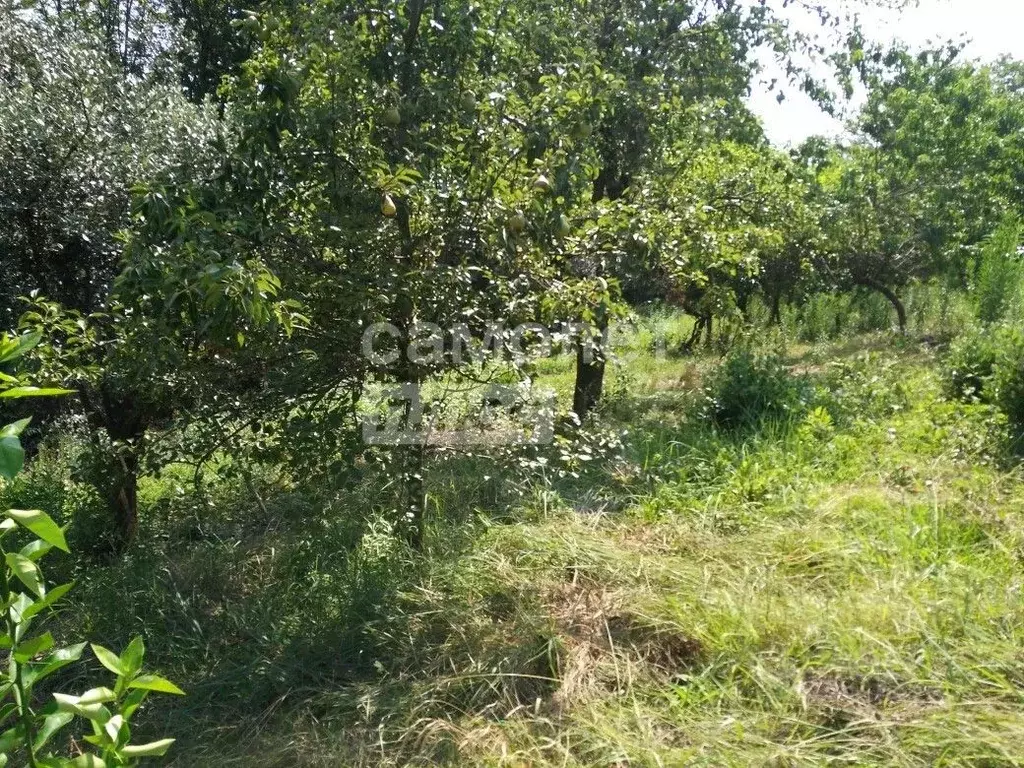 Участок в Краснодарский край, Сочи городской округ, с. Красная Воля ... - Фото 0