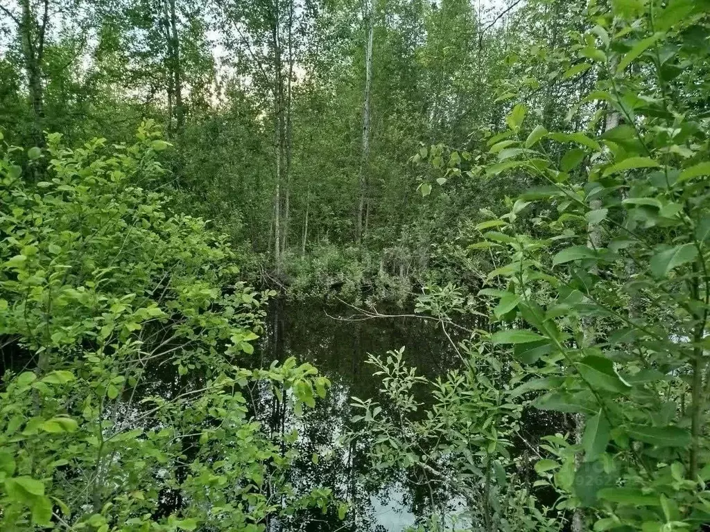 Участок в Новгородская область, Чудовский район, Грузинское с/пос, д. ... - Фото 0