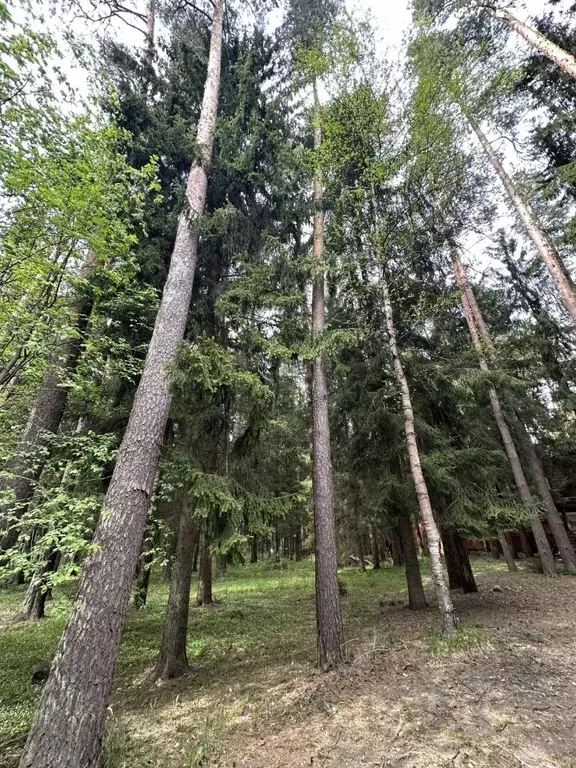 Участок в Московская область, Наро-Фоминский городской округ, д. ... - Фото 1