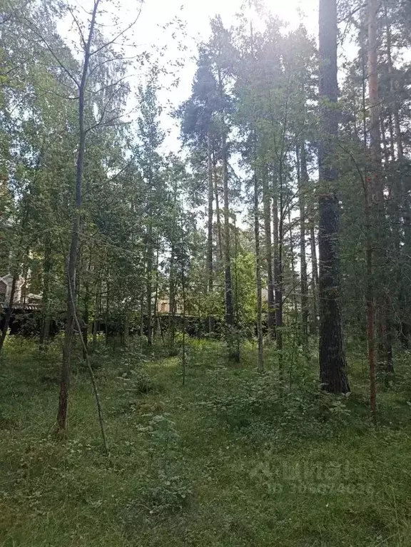 Участок в Ленинградская область, Всеволожск просп. Козлова (4800.0 ... - Фото 1