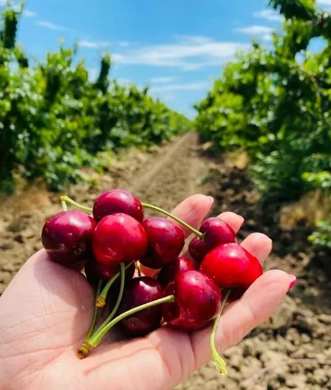 Участок в Краснодарский край, Темрюкский район, Старотитаровское ... - Фото 2