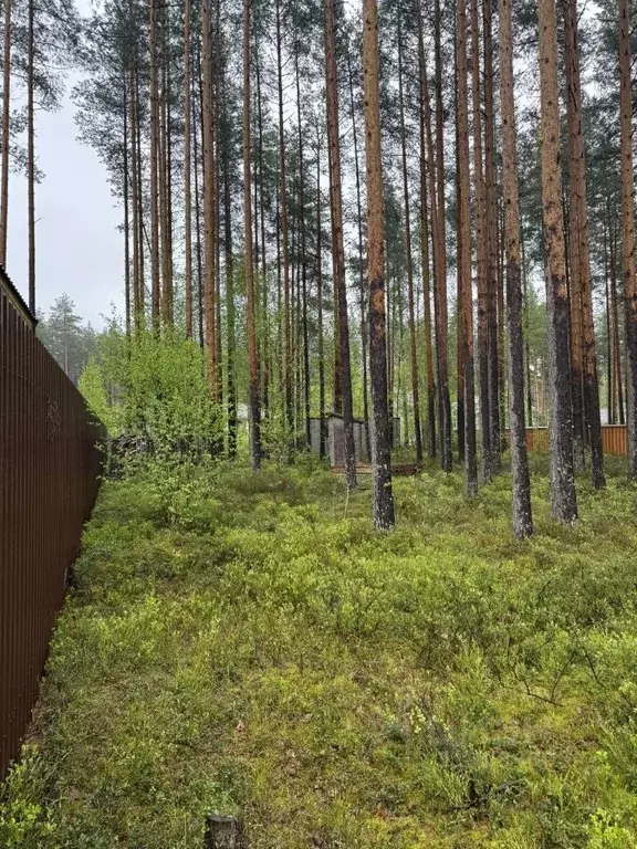 Участок в Ленинградская область, Всеволожский район, Сертоловское ... - Фото 1